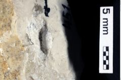 Foto (Detailansicht) von Culmenformosa sp. (NHMW-GEO-1990-0041-0451)